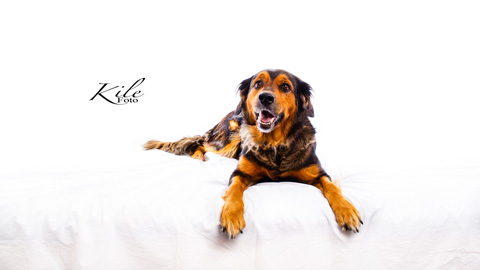 Kile Foto Studio highkey dyr hund 1
