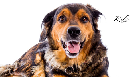 Kile Foto Studio highkey dyr hund 2